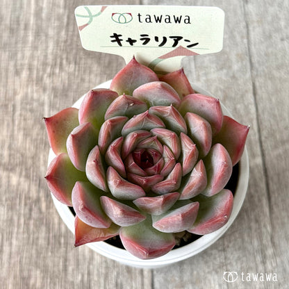 キャラリアン　【tawawaハウス苗】