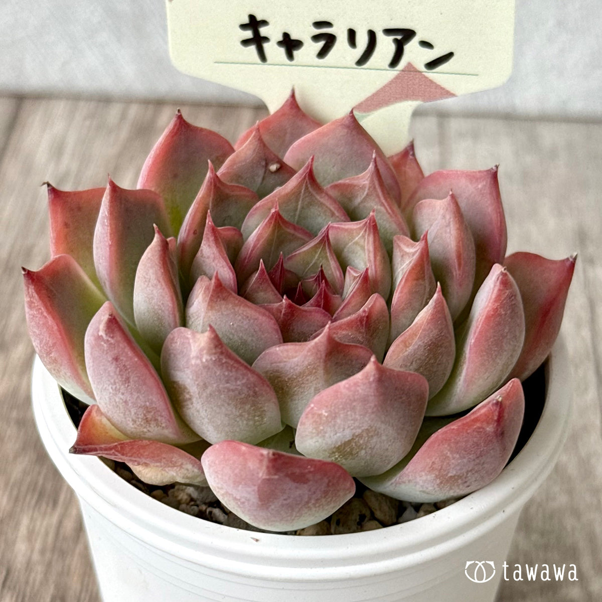 キャラリアン　【tawawaハウス苗】