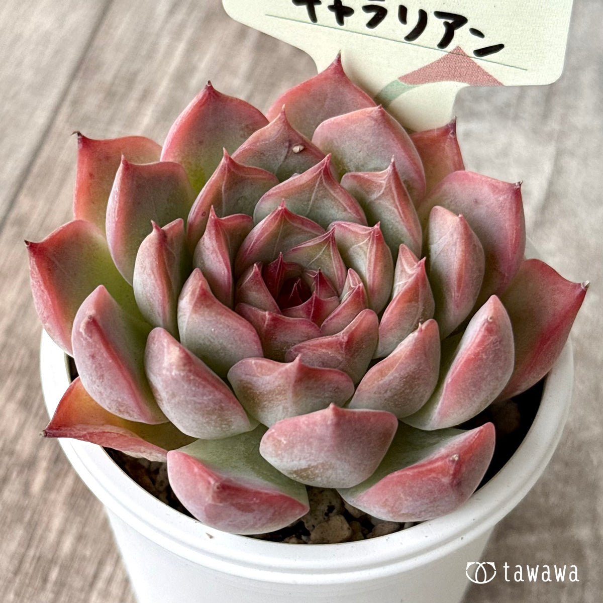 New Arrival Caralian