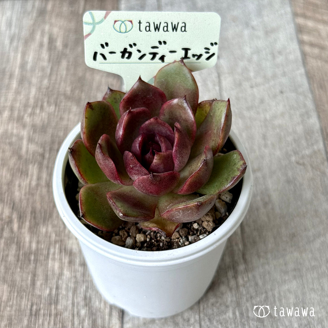 バーガンディーエッジ【tawawaハウス苗】