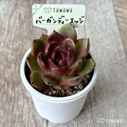 バーガンディーエッジ【tawawaハウス苗】