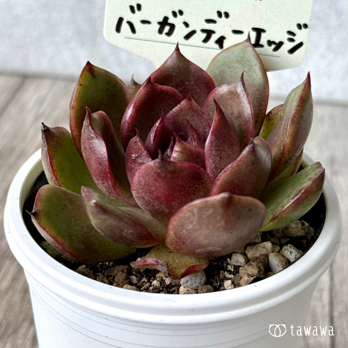 バーガンディーエッジ【tawawaハウス苗】