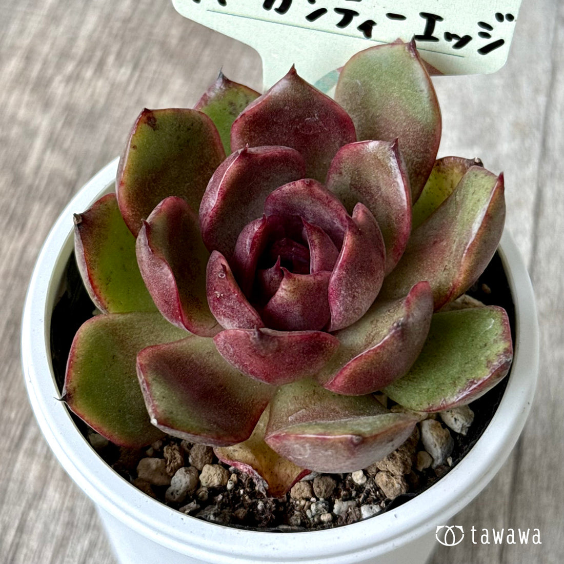 バーガンディーエッジ【tawawaハウス苗】