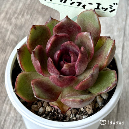 バーガンディーエッジ【tawawaハウス苗】