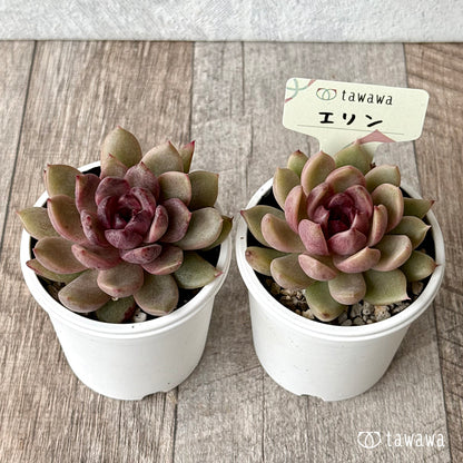 エリン【tawawaハウス苗】