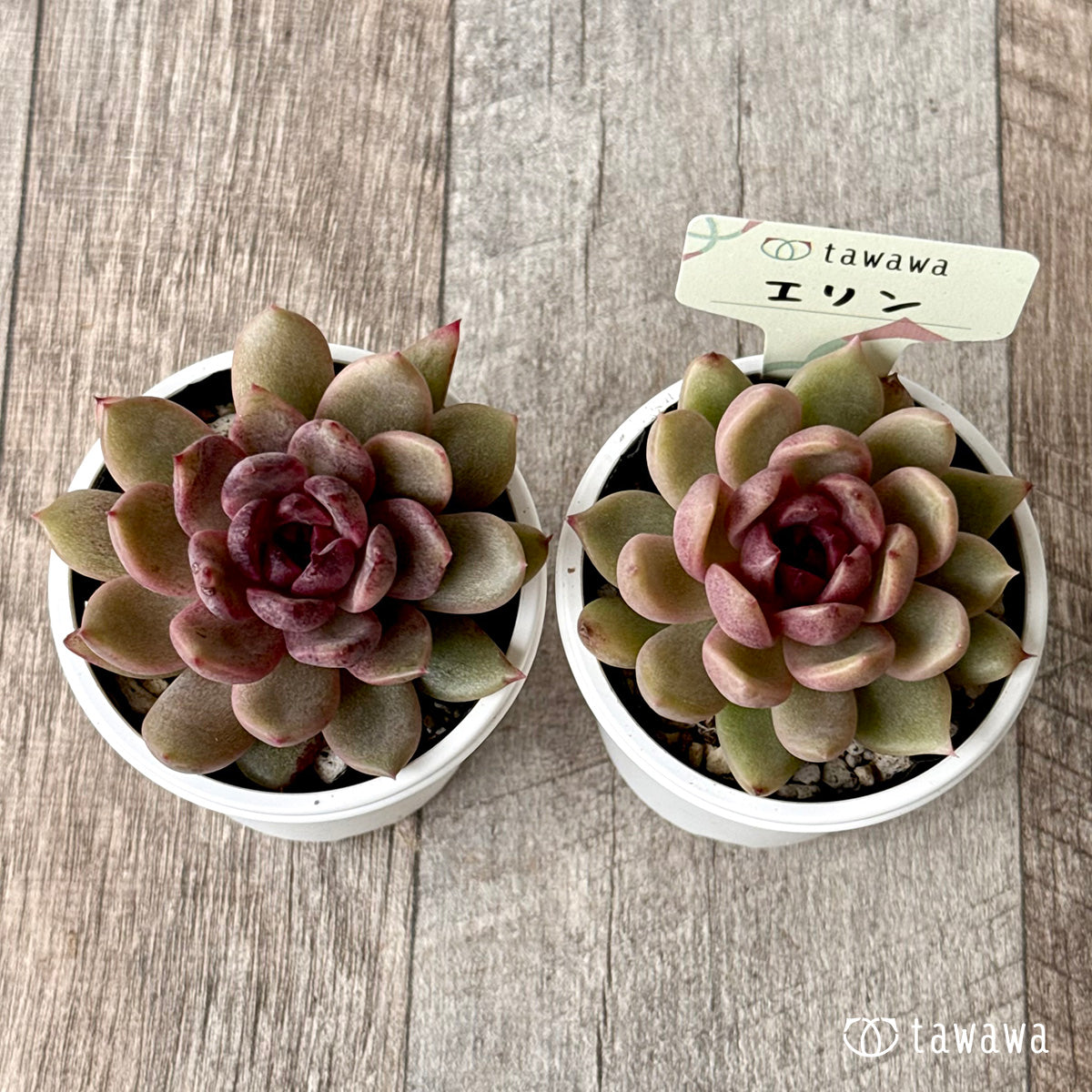 エリン【tawawaハウス苗】