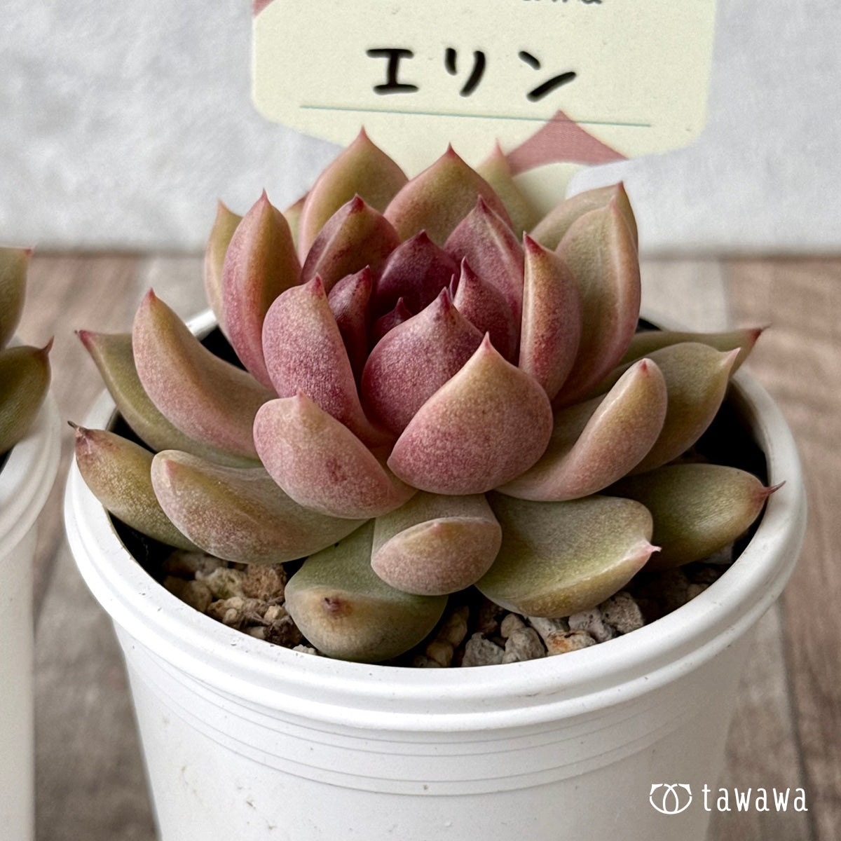 エリン【tawawaハウス苗】