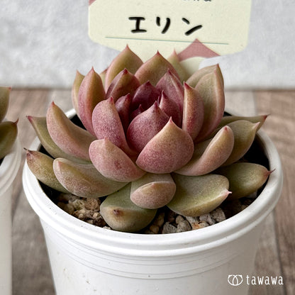 エリン【tawawaハウス苗】