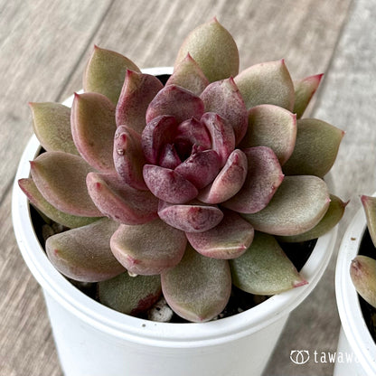 エリン【tawawaハウス苗】