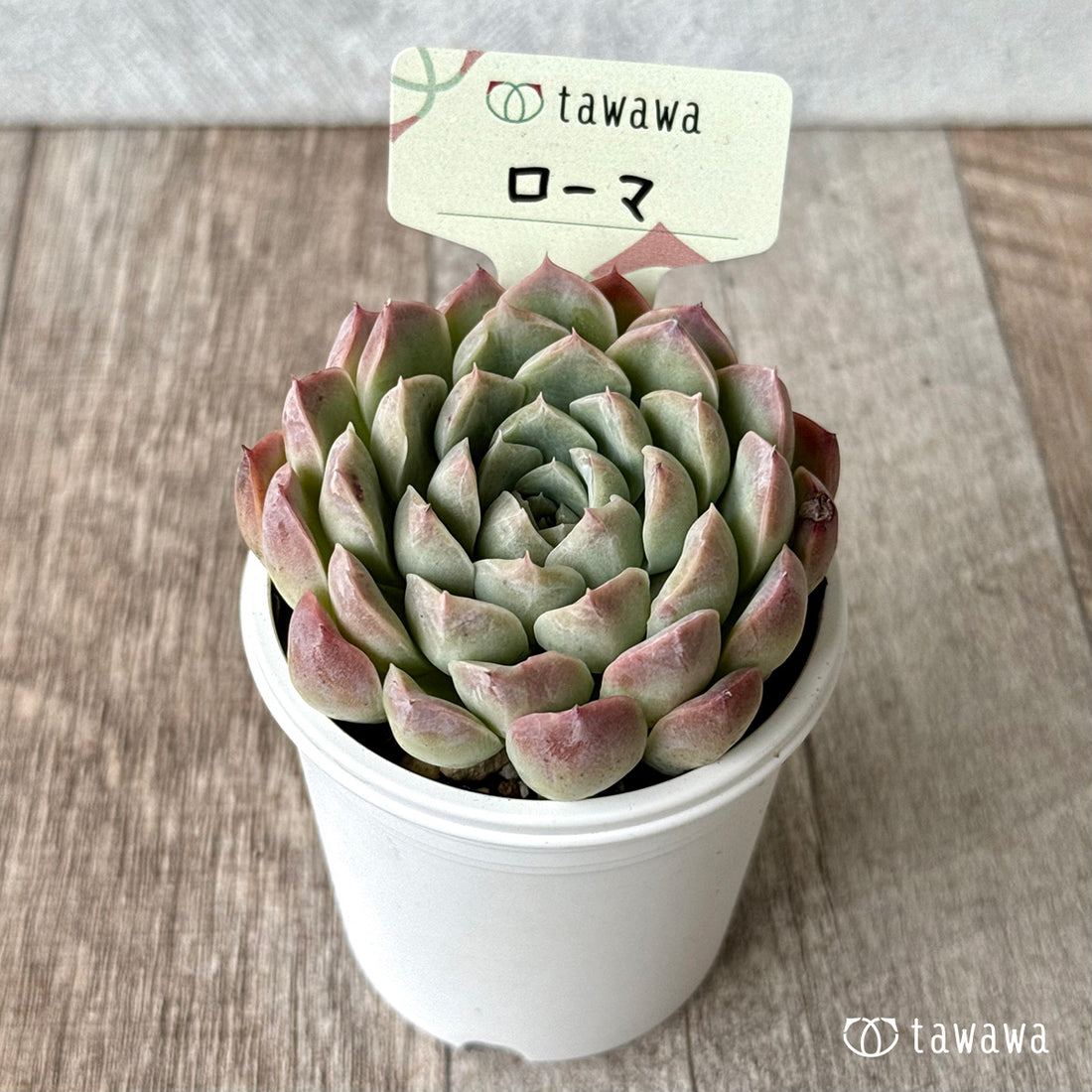 ＊新発売＊　ローマ（エアーマジック農園）【tawawaハウス苗】