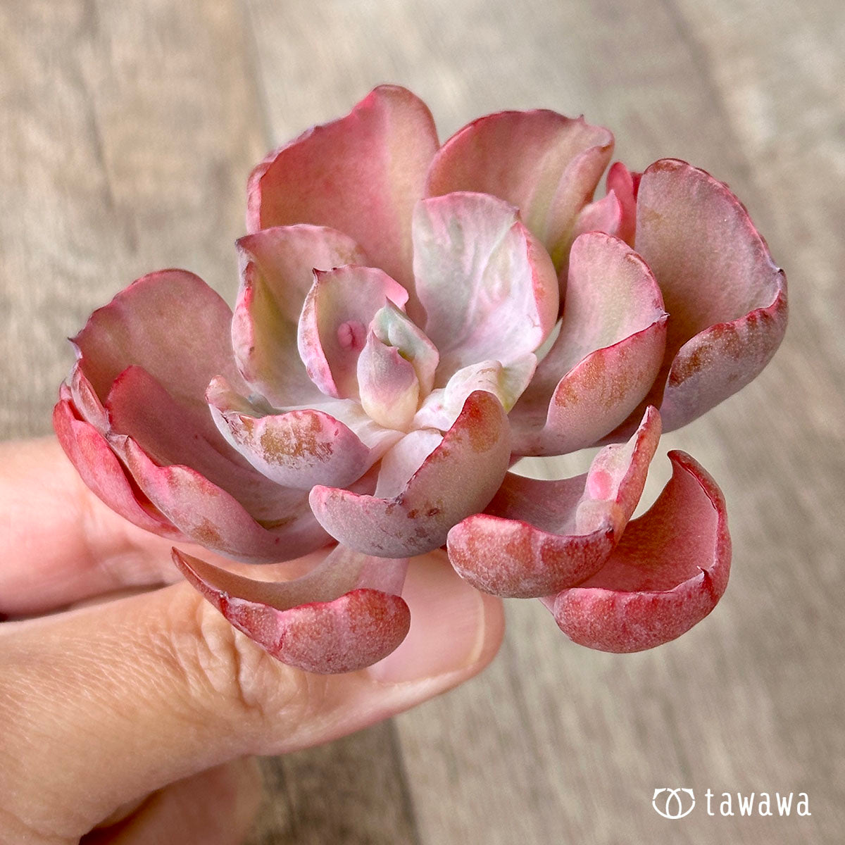 New Arrival* Cubic Frost