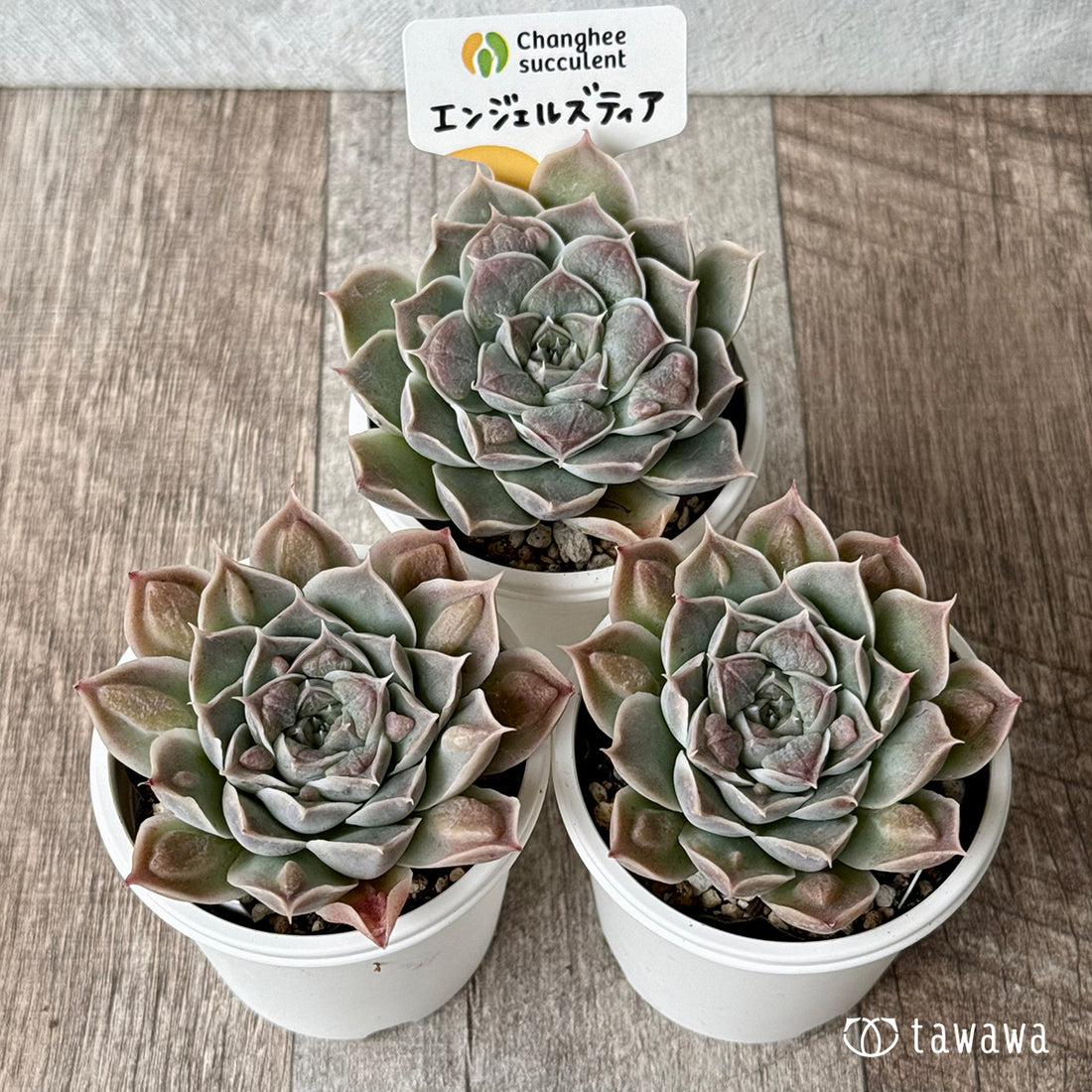 エンジェルズティア(チャンヒー農園)【tawawaハウス苗】