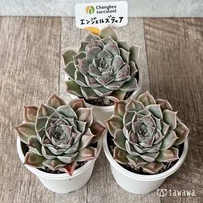 エンジェルズティア（チャンヒー農園）【tawawaハウス苗】