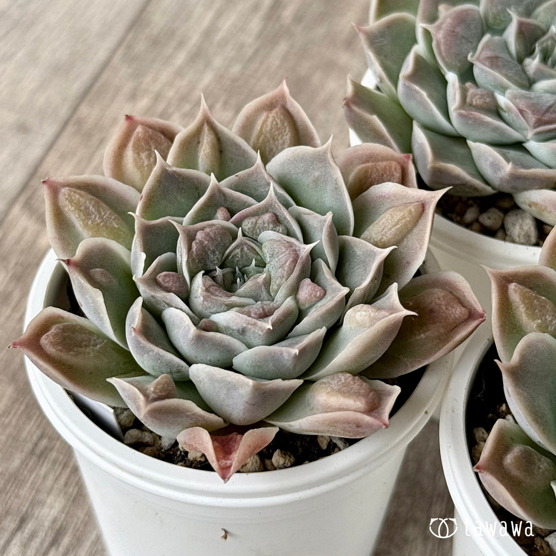 エンジェルズティア（チャンヒー農園）【tawawaハウス苗】