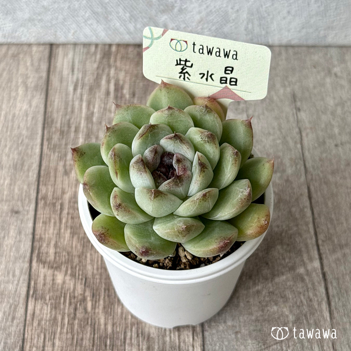 紫水晶【tawawaハウス苗】