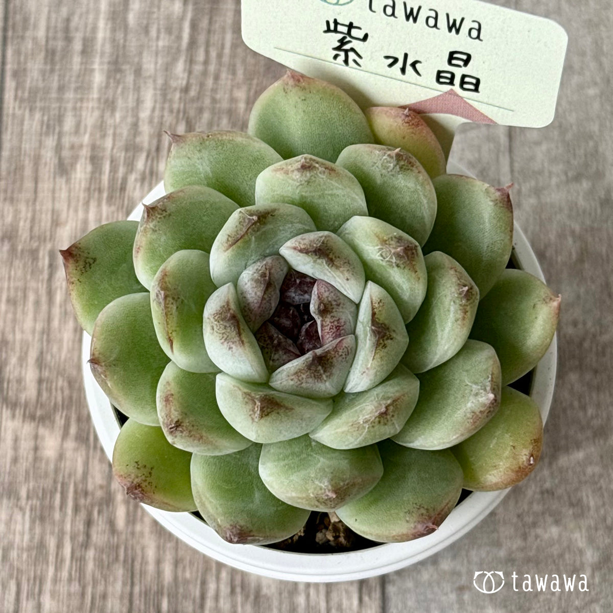 紫水晶【tawawaハウス苗】