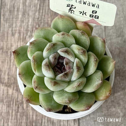 紫水晶【tawawaハウス苗】