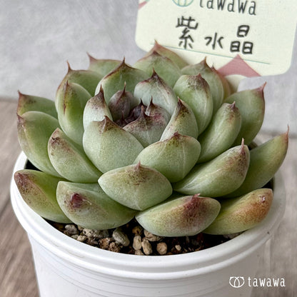 紫水晶【tawawaハウス苗】