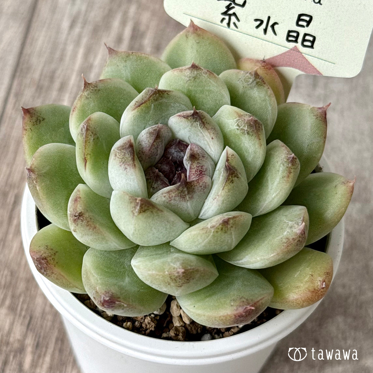 紫水晶【tawawaハウス苗】