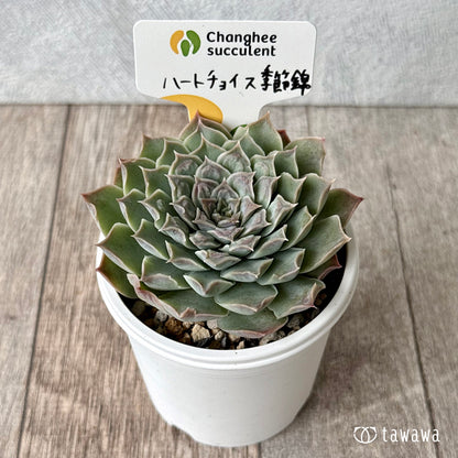 ハートチョイス季節錦　（チャンヒー農園）【tawawaハウス苗】