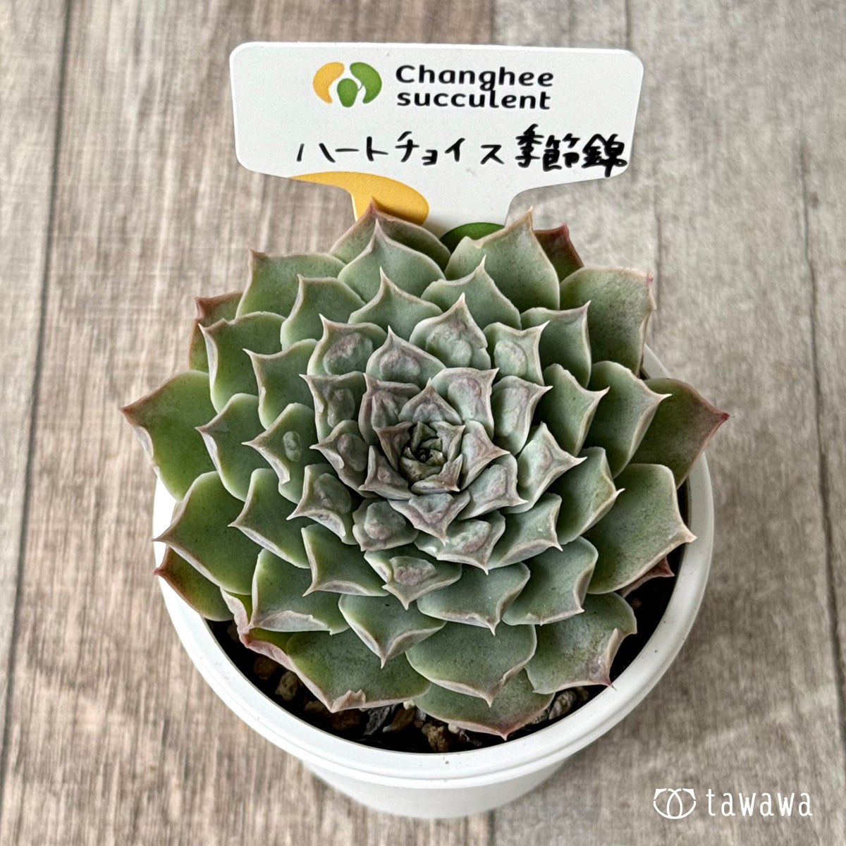 ハートチョイス季節錦　（チャンヒー農園）【tawawaハウス苗】