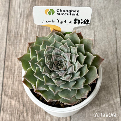 ハートチョイス季節錦　（チャンヒー農園）【tawawaハウス苗】