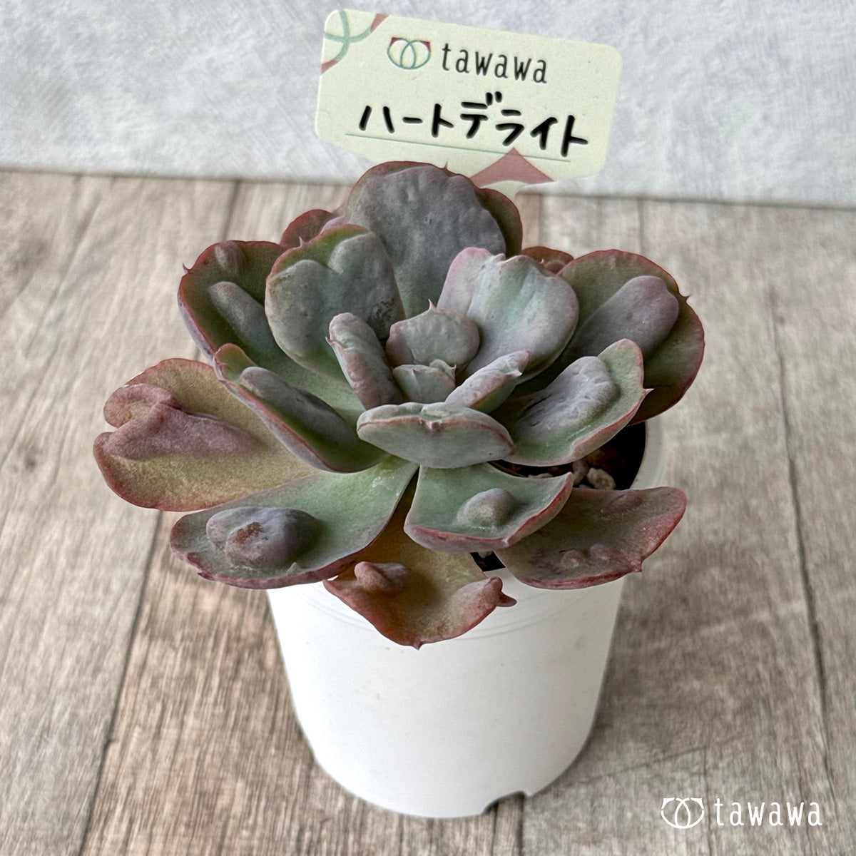 ハートデライト【tawawaハウス苗】