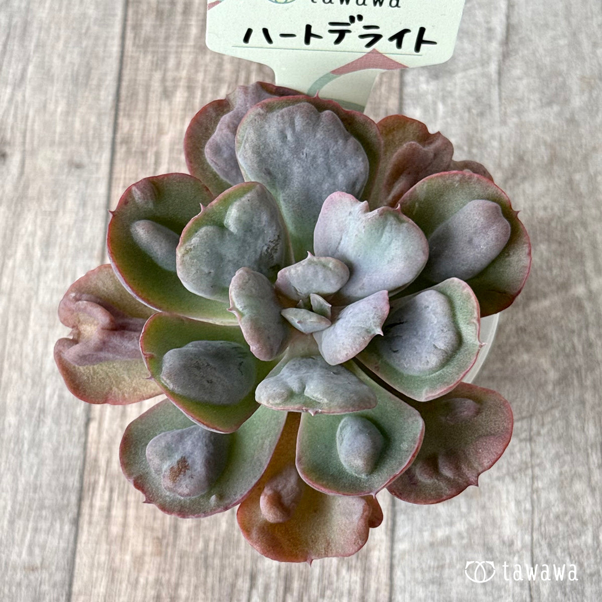 ハートデライト【tawawaハウス苗】