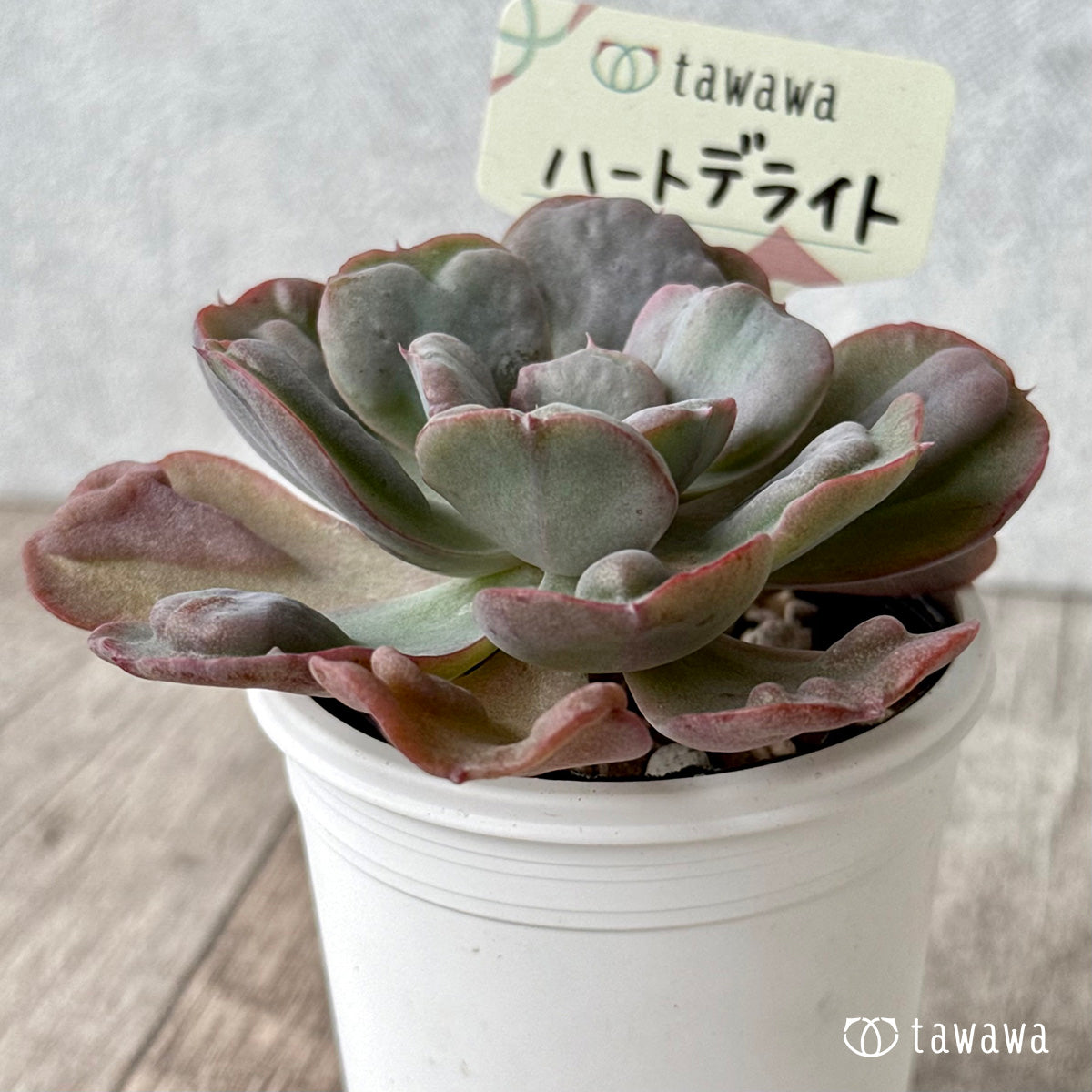 ハートデライト【tawawaハウス苗】
