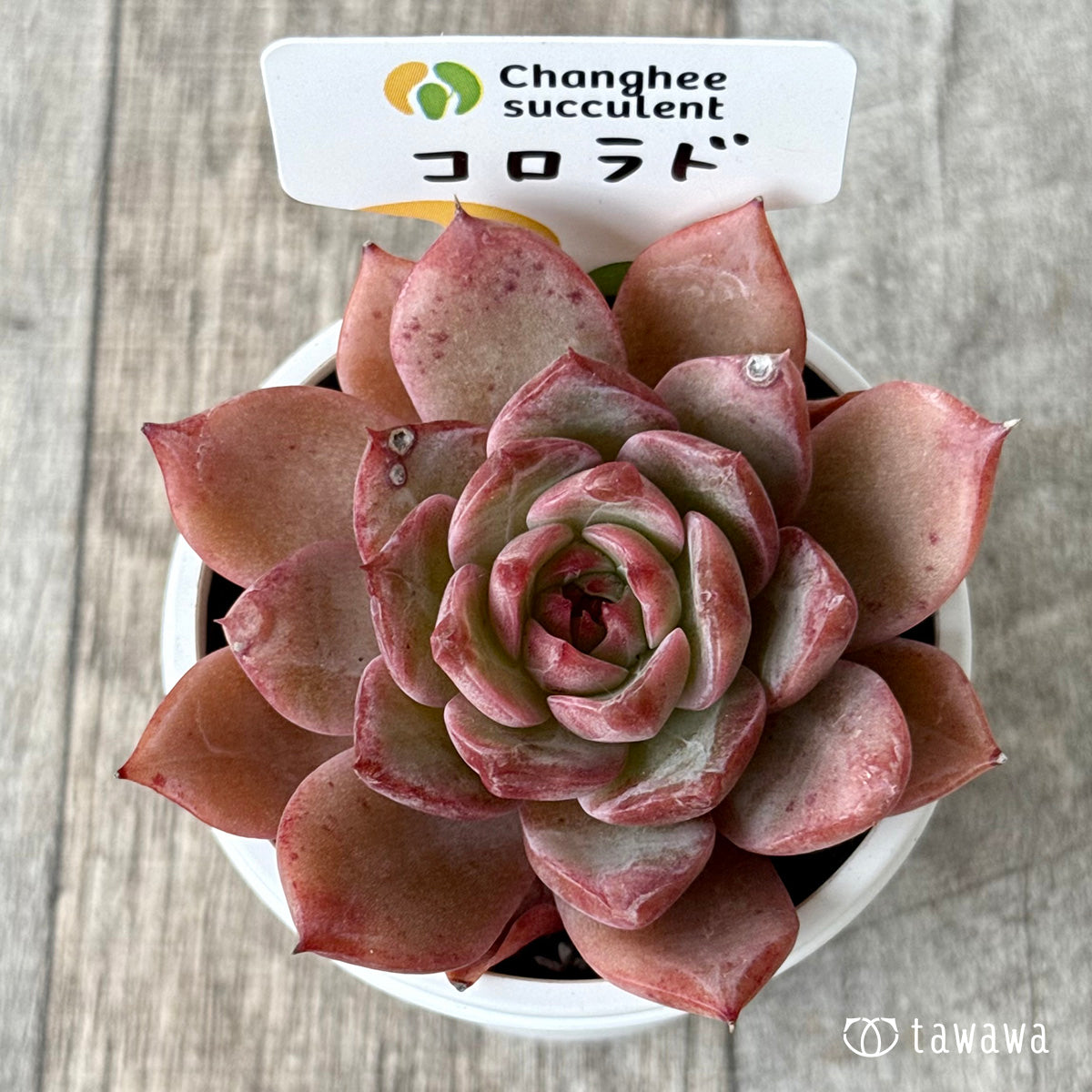 コロラド（チャンヒー農園）【tawawaハウス苗】