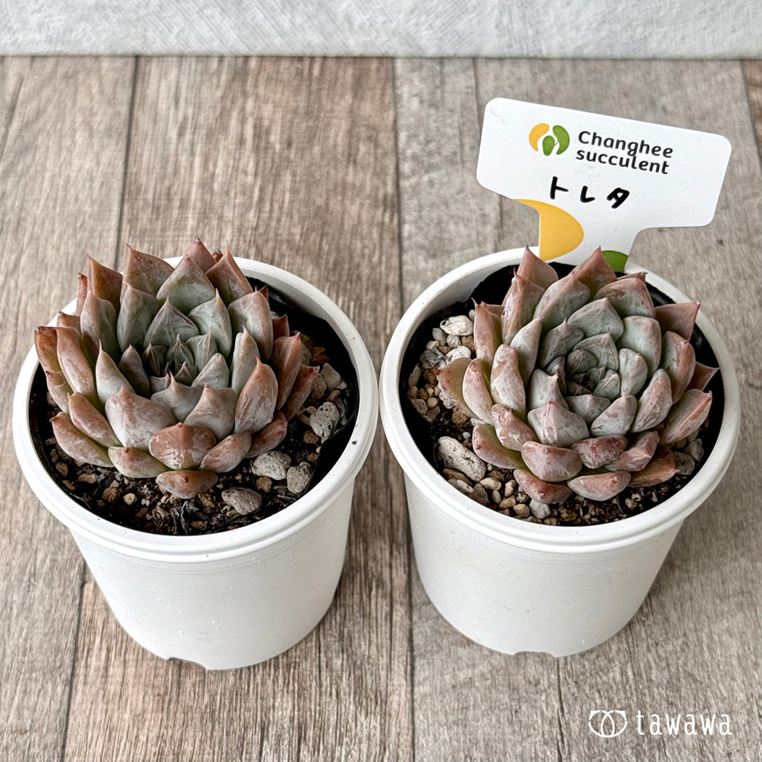 New Arrivals: Ice Green