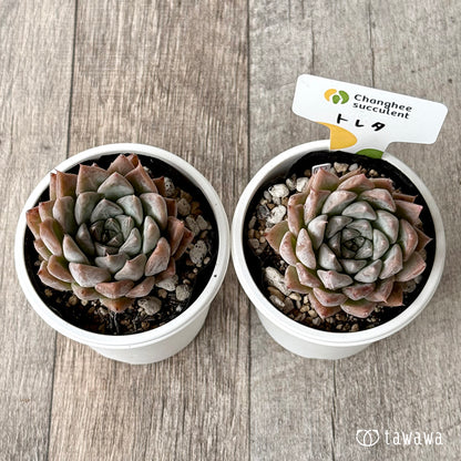 トレタ（チャンヒー農園）【tawawaハウス苗】