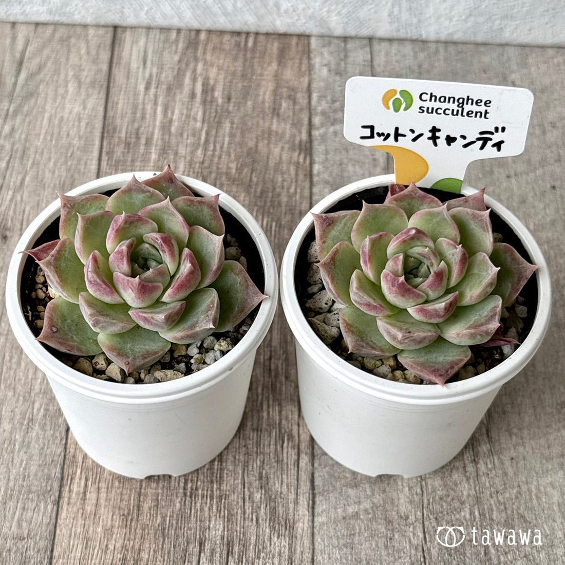 コットンキャンディ（チャンヒー農園）【tawawaハウス苗】
