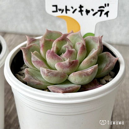 コットンキャンディ（チャンヒー農園）【tawawaハウス苗】