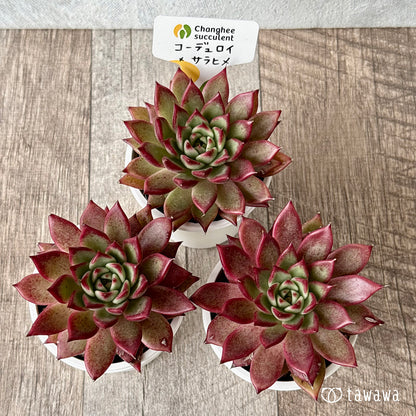 コーデュロイ×サラヒメ（チャンヒー農園）【tawawaハウス苗】