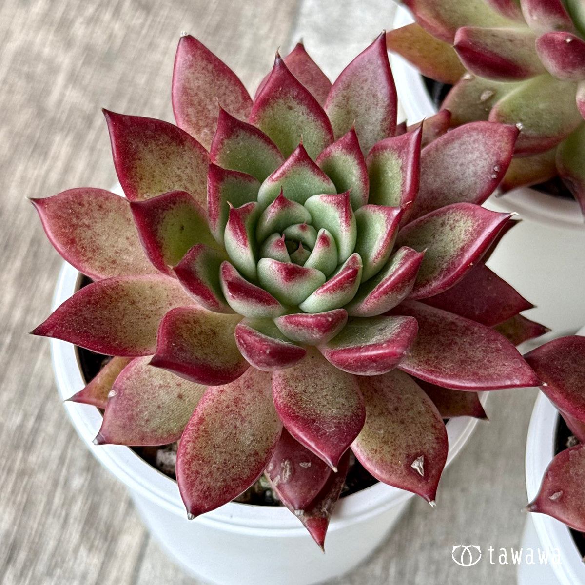 コーデュロイ×サラヒメ（チャンヒー農園）【tawawaハウス苗】