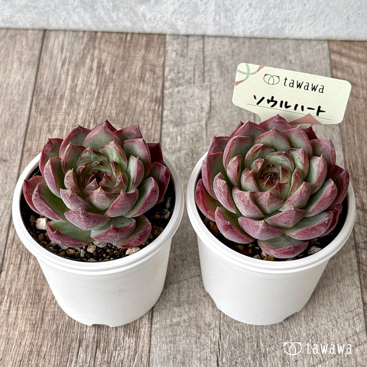 エケベリア – tagged 