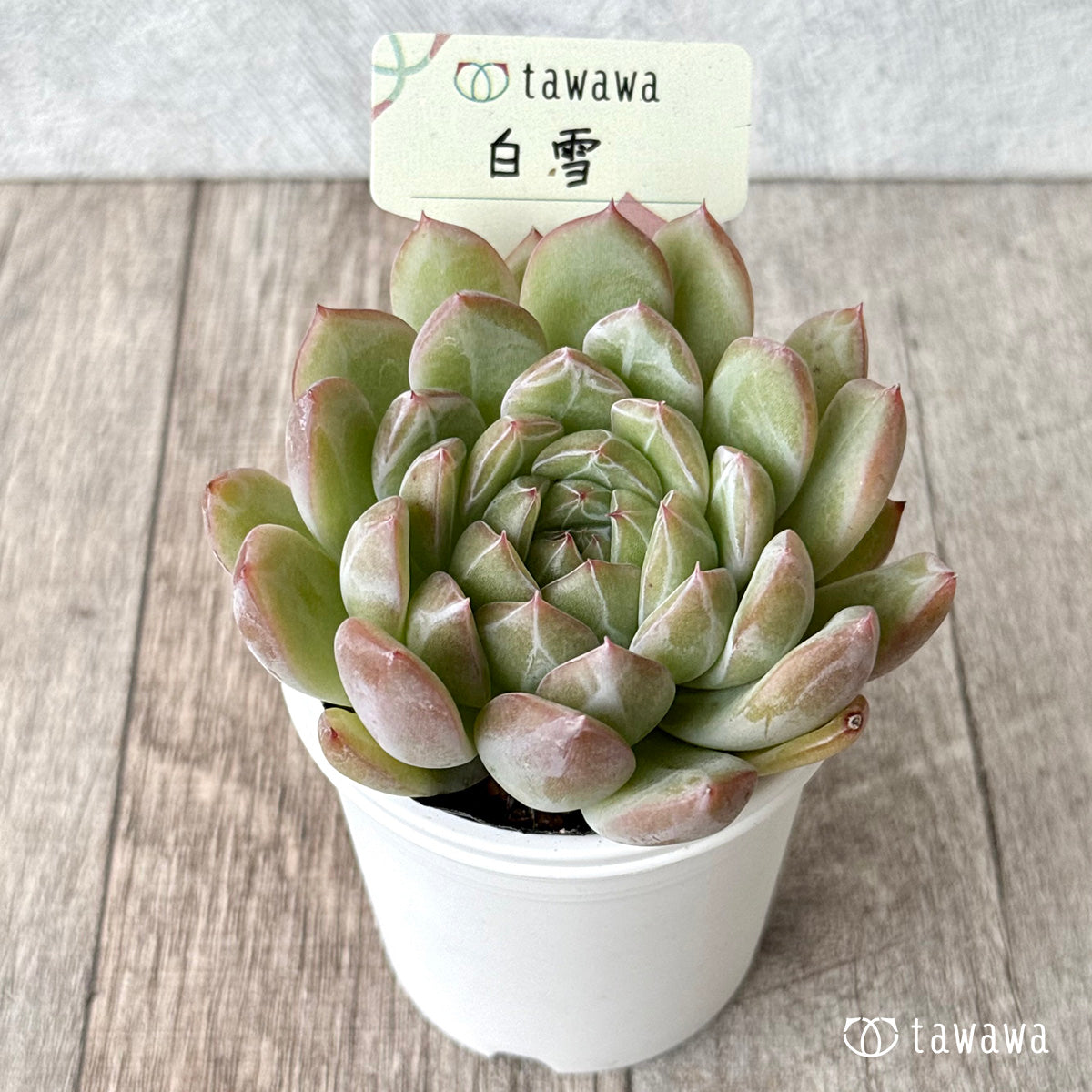 白雪　【tawawaハウス苗】