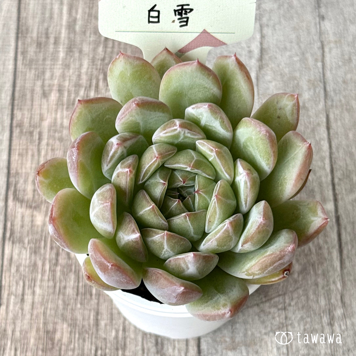 白雪　【tawawaハウス苗】