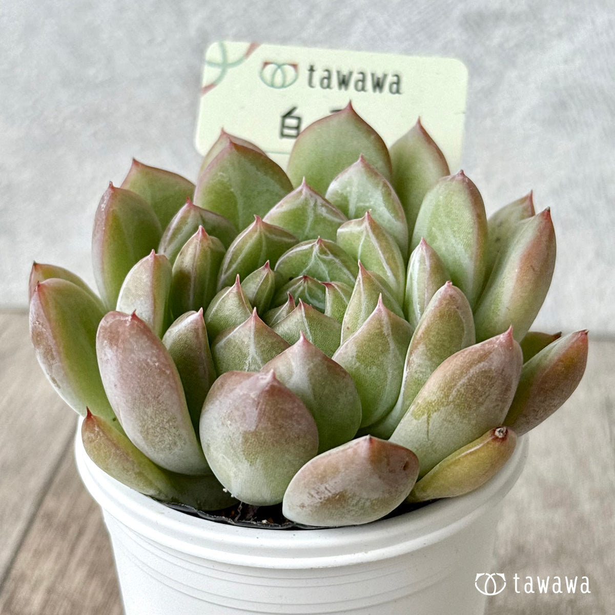 白雪　【tawawaハウス苗】