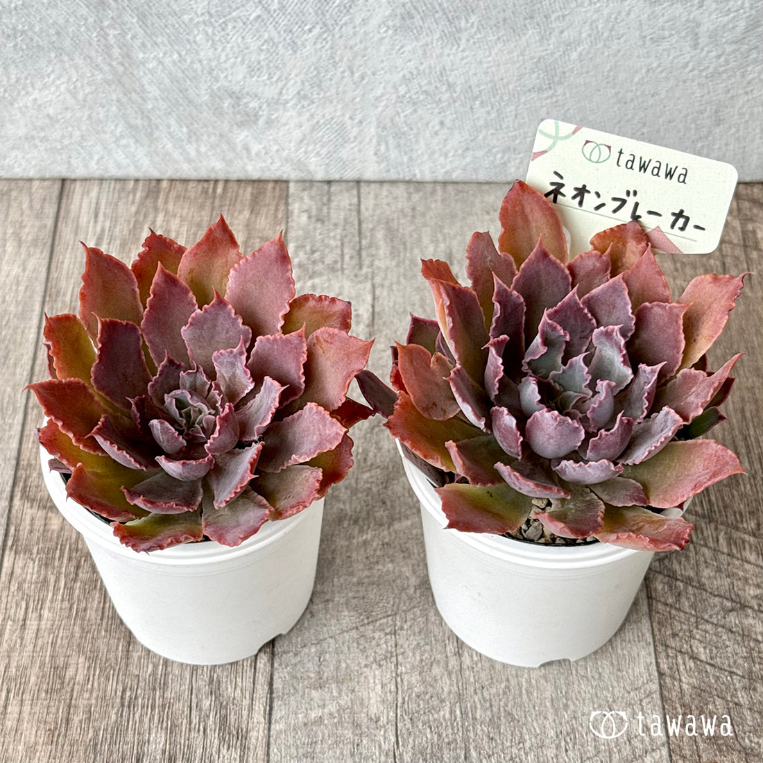 ネオンブレーカー【tawawaハウス苗】