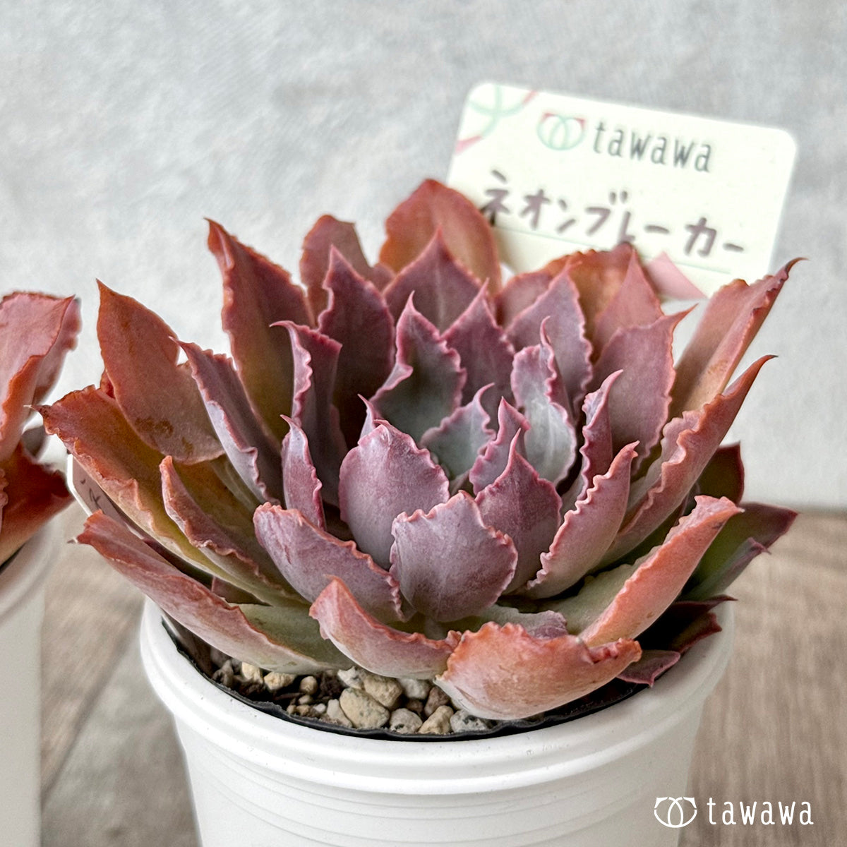 ネオンブレーカー【tawawaハウス苗】