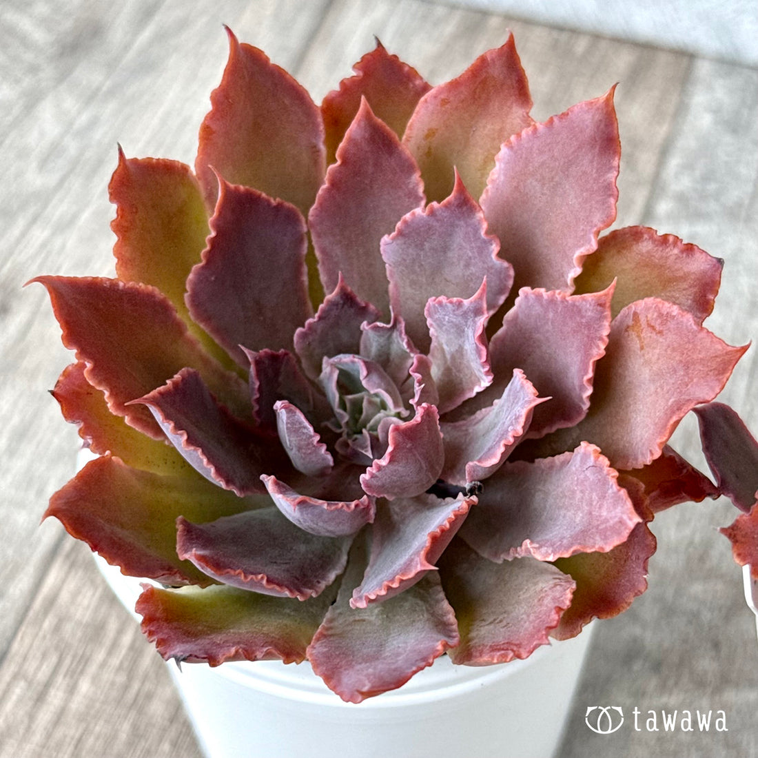 ネオンブレーカー【tawawaハウス苗】