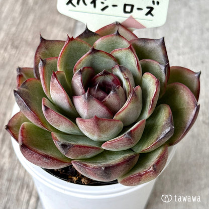 ＊新発売＊　スパイシーローズ【tawawaハウス苗】