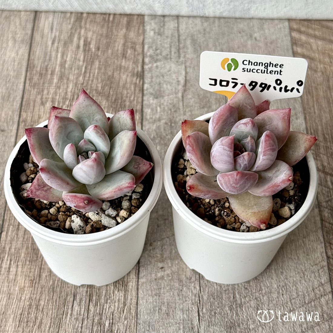 コロラータタパルパ（チャンヒー農園）【tawawaハウス苗】