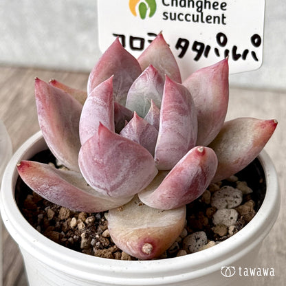 コロラータタパルパ（チャンヒー農園）【tawawaハウス苗】