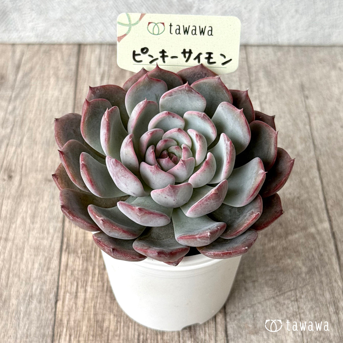 ＊新発売＊　ピンキーサイモン（エアーマジック農園）【tawawaハウス苗】