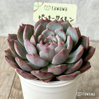 ＊新発売＊　ピンキーサイモン（エアーマジック農園）【tawawaハウス苗】