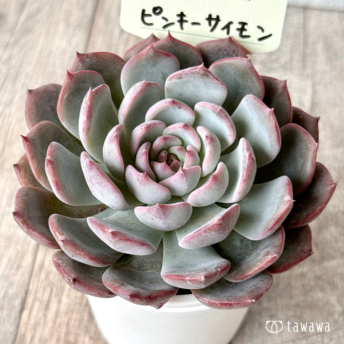＊新発売＊　ピンキーサイモン（エアーマジック農園）【tawawaハウス苗】
