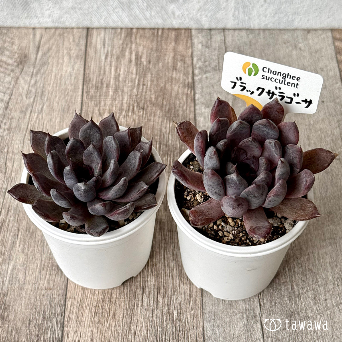 ブラックザラゴーサ（チャンヒー農園）【tawawaハウス苗】